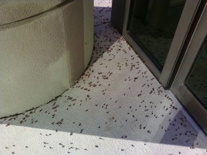 bugs